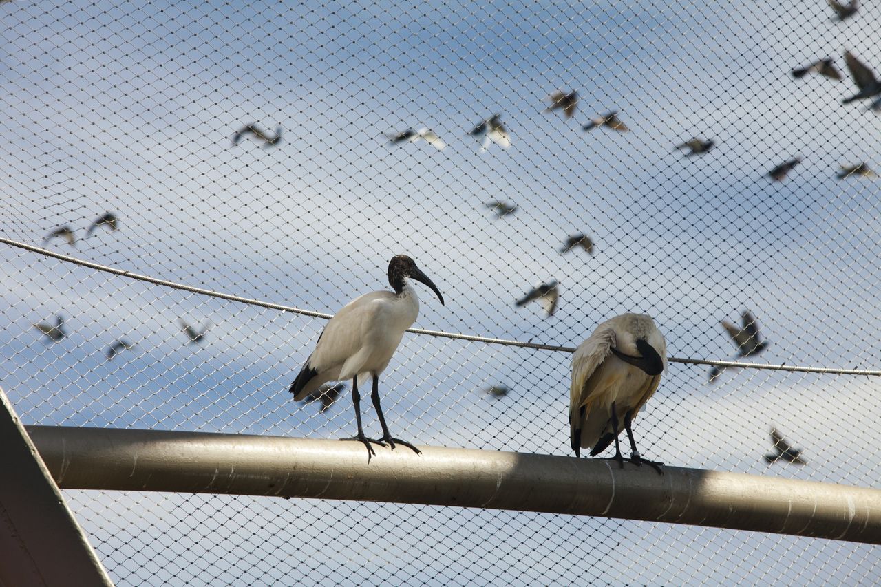 鸟类防护网